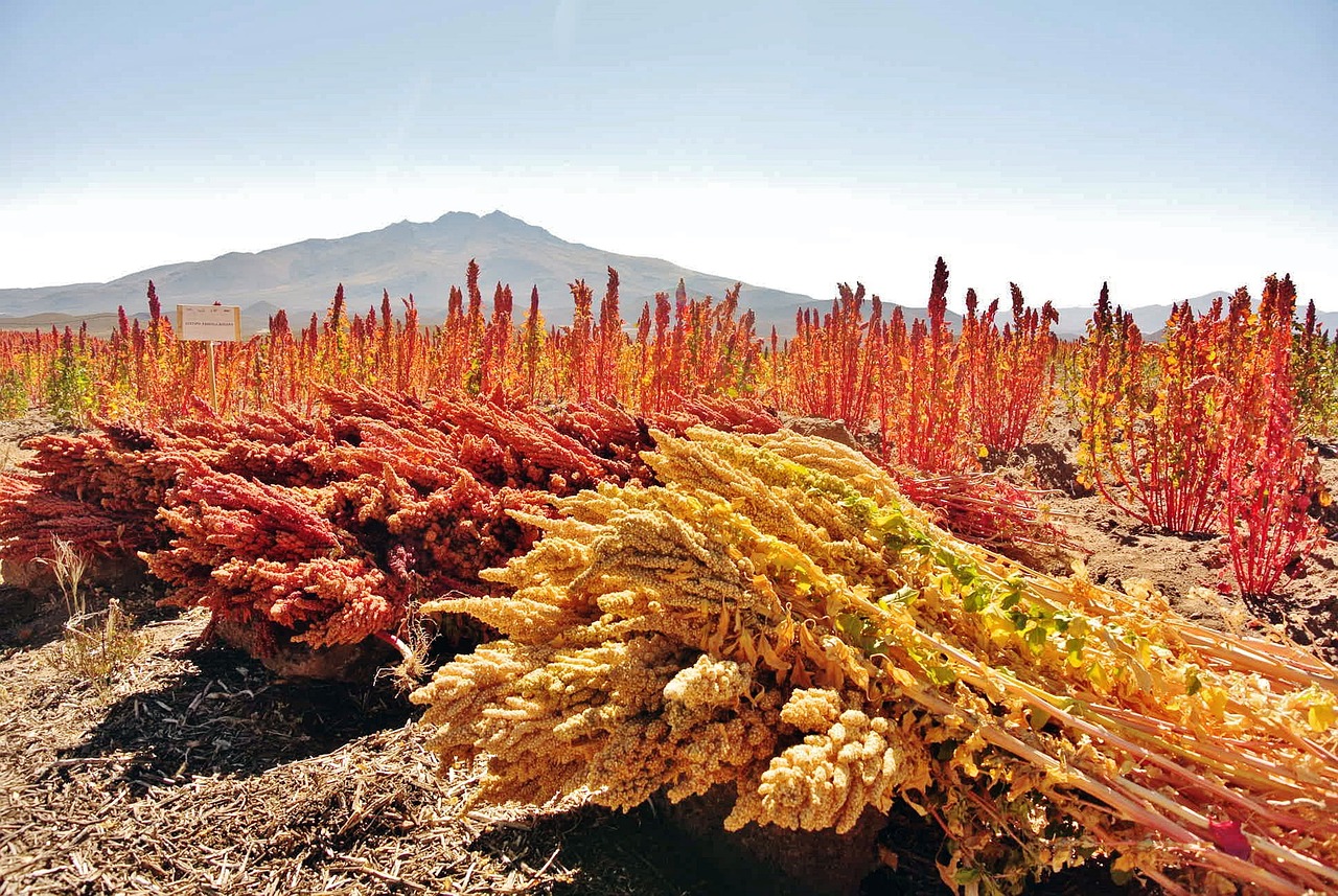 Cultivos de quinua en los Andes. (Foto: Pixabay)