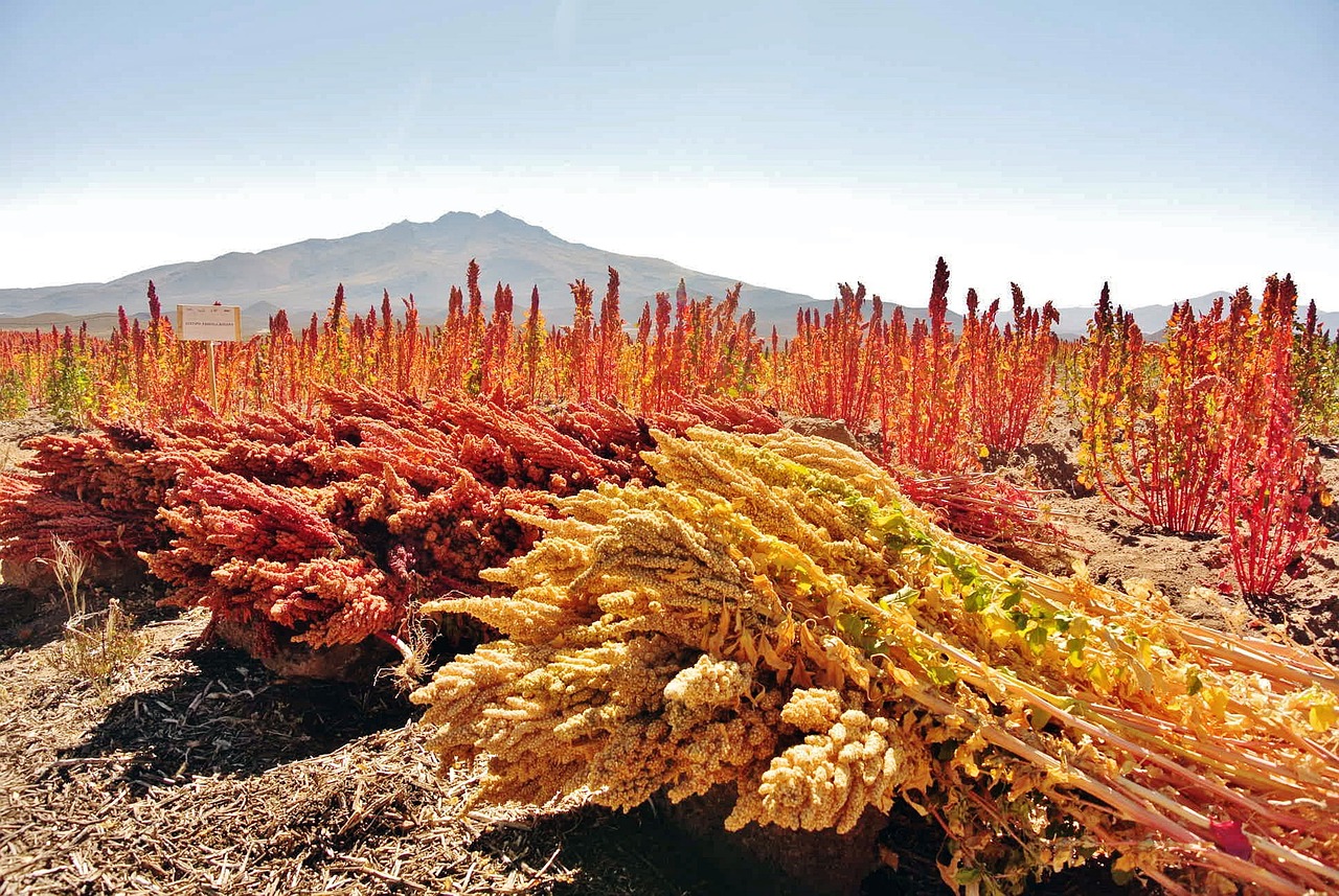 Cultivos de quinua en los Andes. (Foto: Pixabay) Cultivos de quinua en los Andes. (Foto: Pixabay)