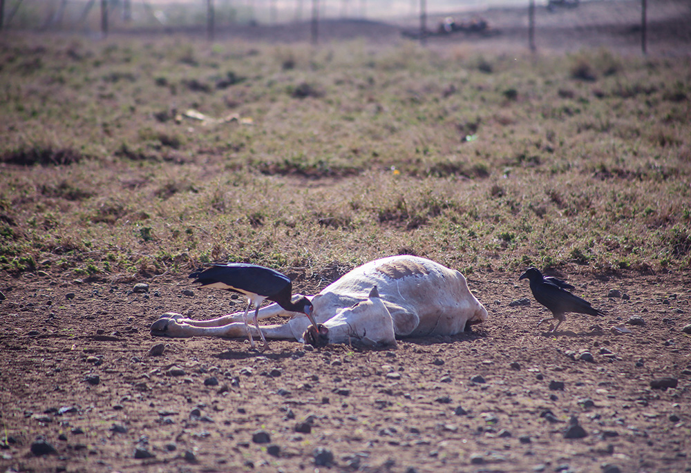 The four-year drought in East Africa killed thousands of animals in Marsabit in northern Kenya and other areas. (Pius Artbeat)