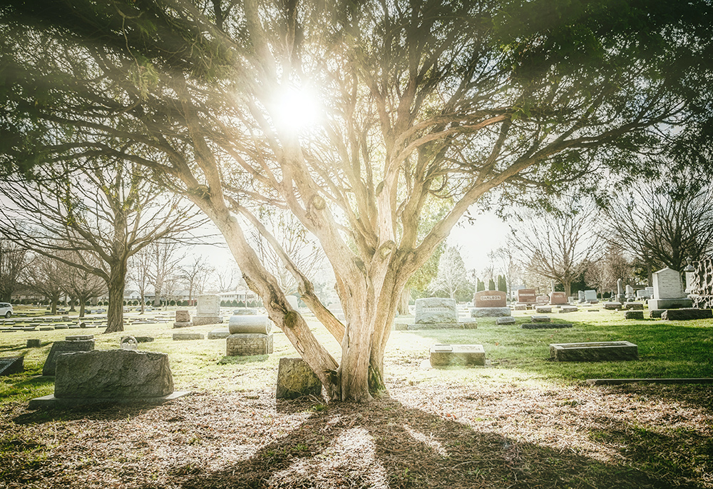 A photo illustration displays the sun shining through a tree in a cemetery. (Unsplash/Kevin Andre)