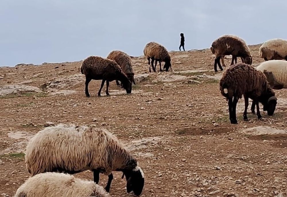 A  Bedouin shepherd watches his flock in the Judean Desert. (Courtesy of Julia Hurtado)