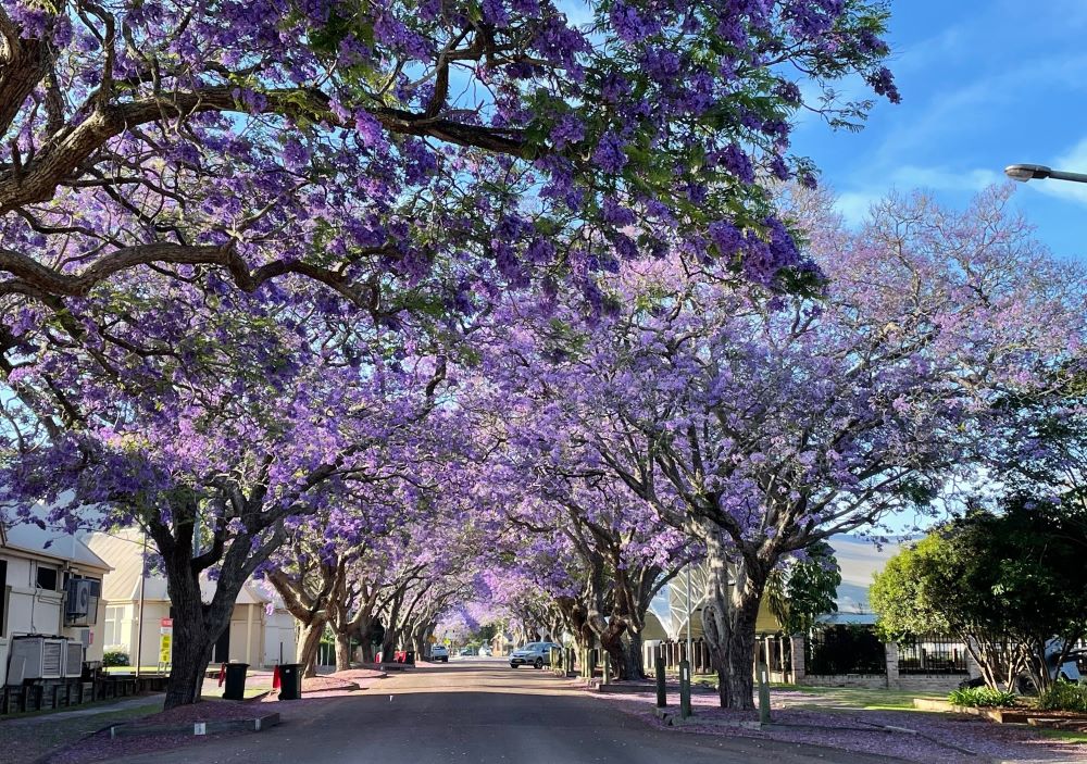 Rows of trees with purple flowers stand along a street.  