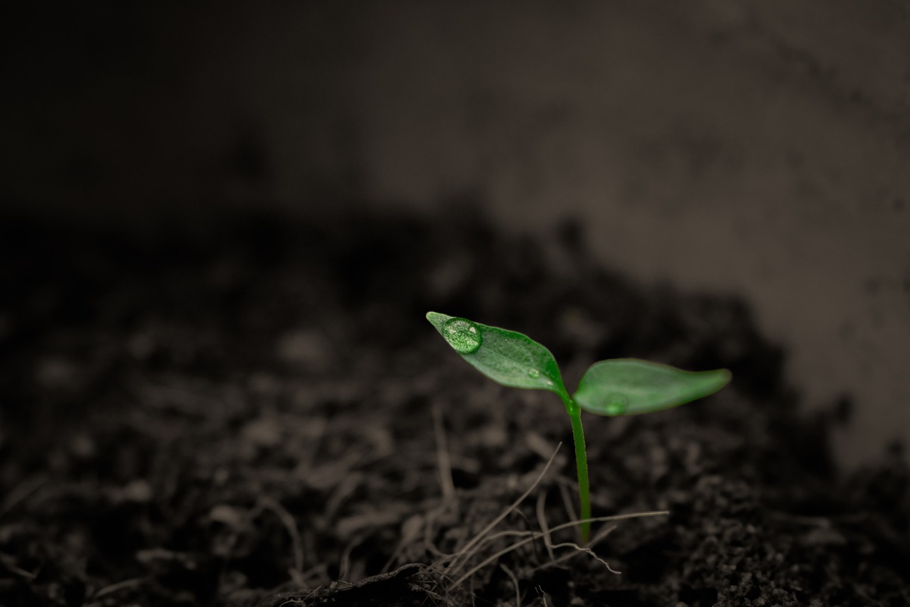Sprouts "To become the word of God is our prophetic task, both at 'home' and in our ministries, that is our fruitfulness. That is why we have left fathers, daughters, brothers' ... land": Sr. Carmen Notario (Photo: Pixabay).