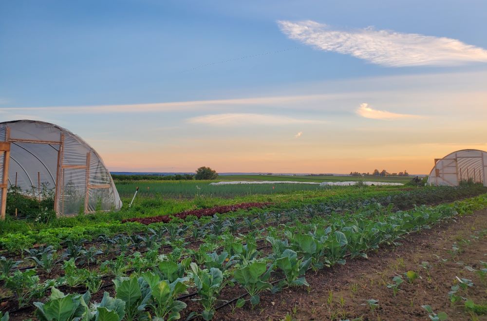 Rows of annual vegetable crops grow at Sandhill Farm. 