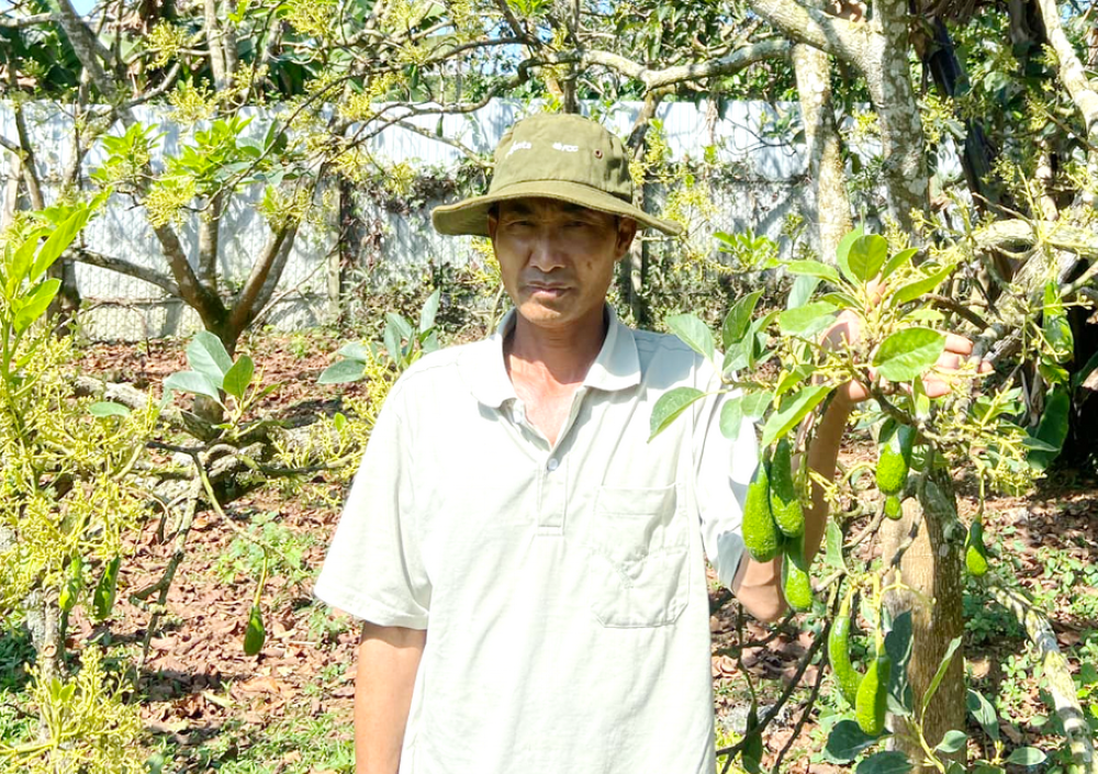 Le Van Dong from Cam Lo district, Quang Tri province in Vietnam, looks after avocado trees in his field in February.