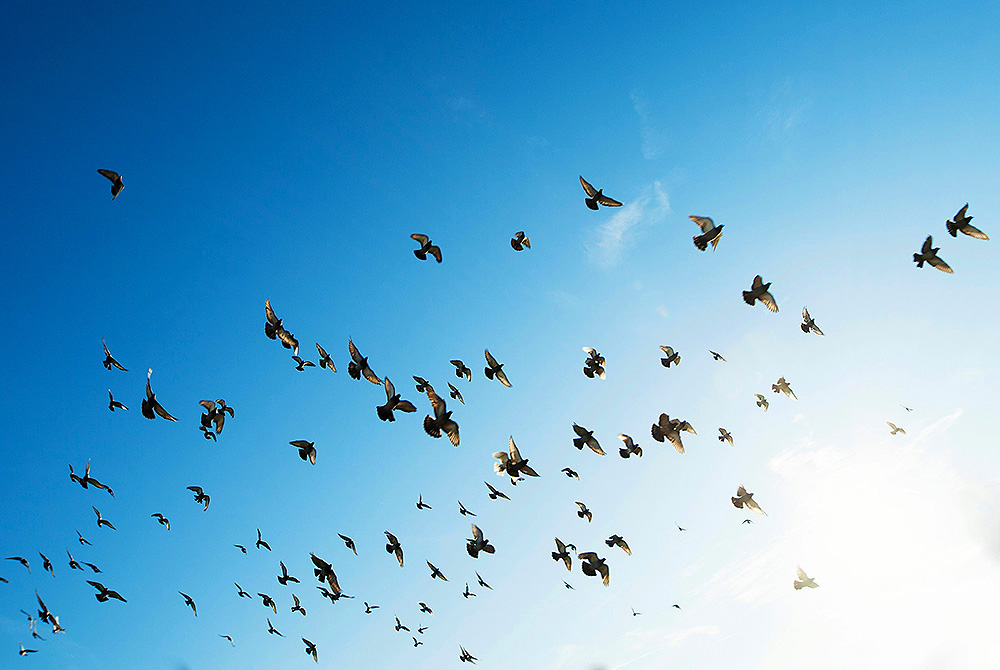 Flock of birds in a bright blue sky (Unsplash/Rowan Heuvel)