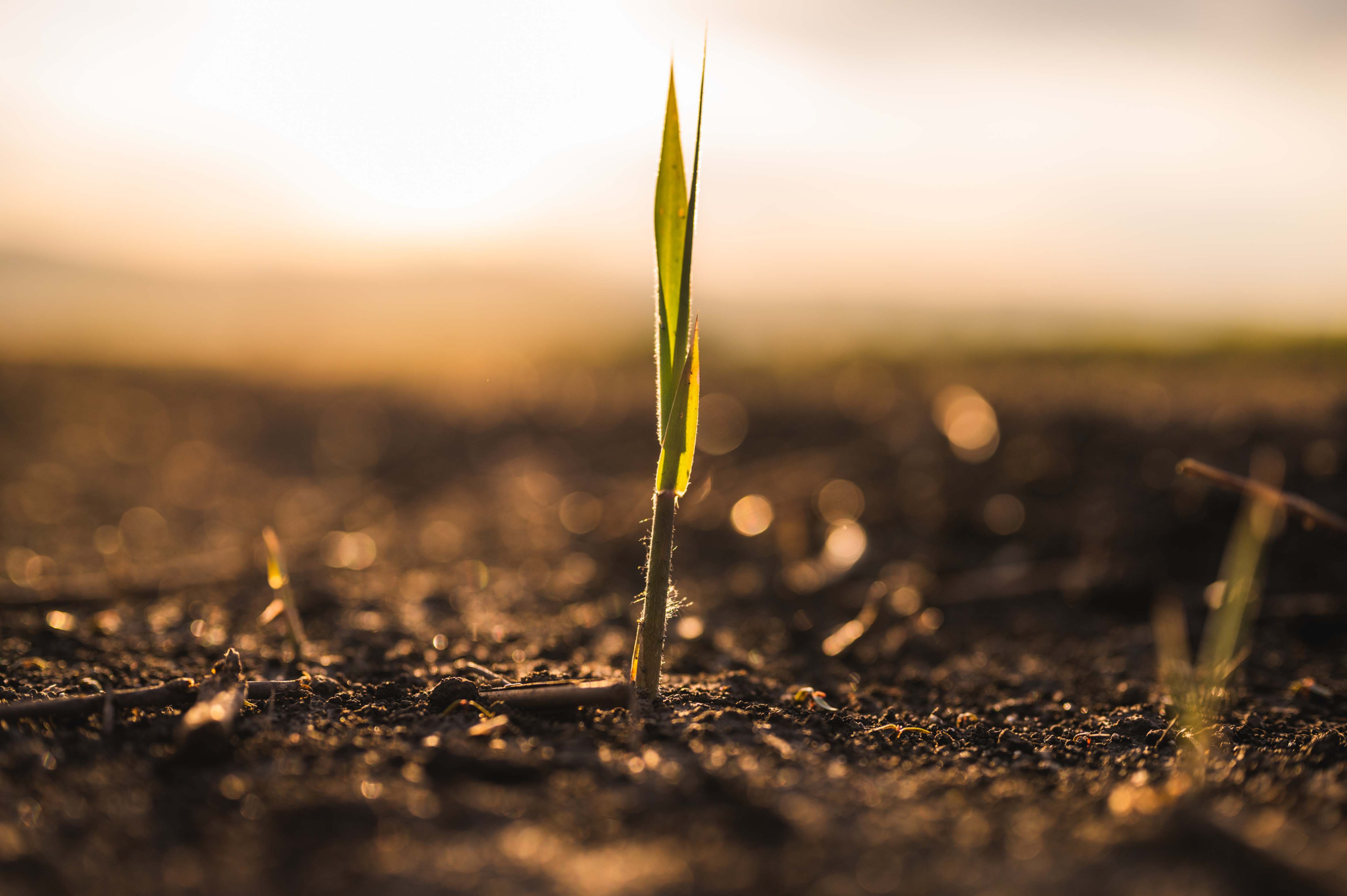 A small plant grows