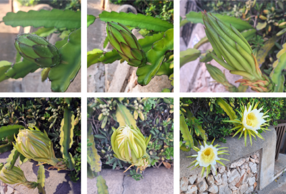 Sr. Magda Bennasar's photographs capture the process of a plant's growth, from bud to flower. Sr. Magda Bennasar's photographs capture the process of a plant's growth, from bud to flower.