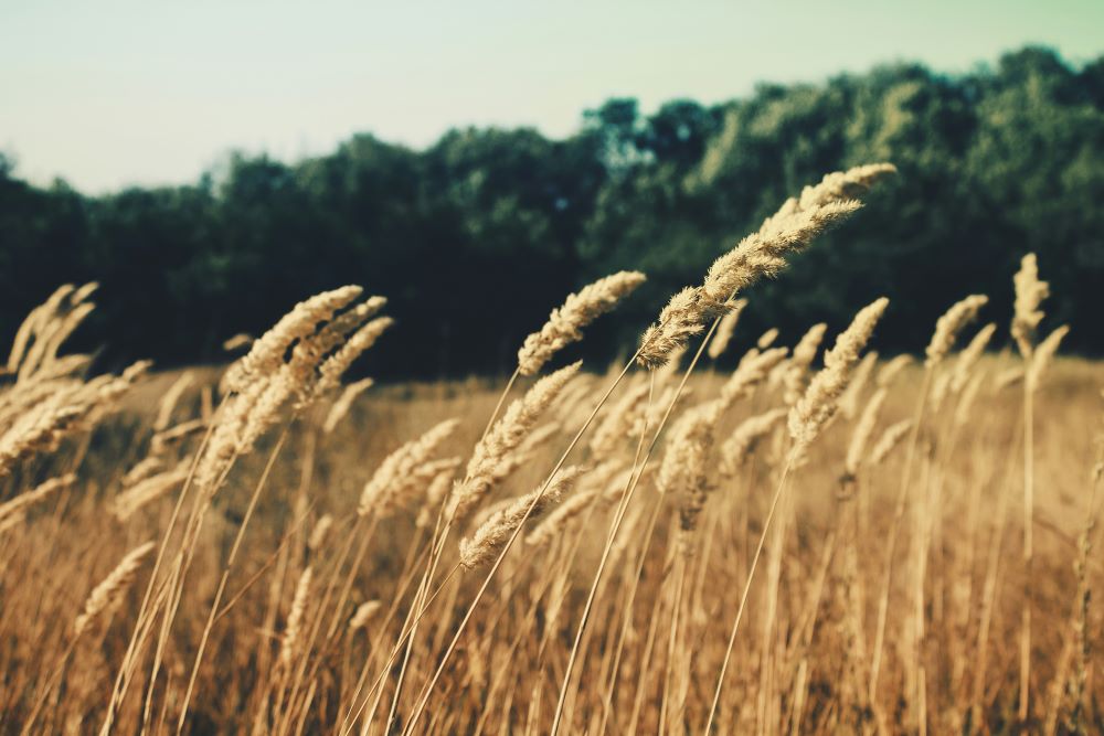 Wheat blows in the wind. Wheat blows in the wind.