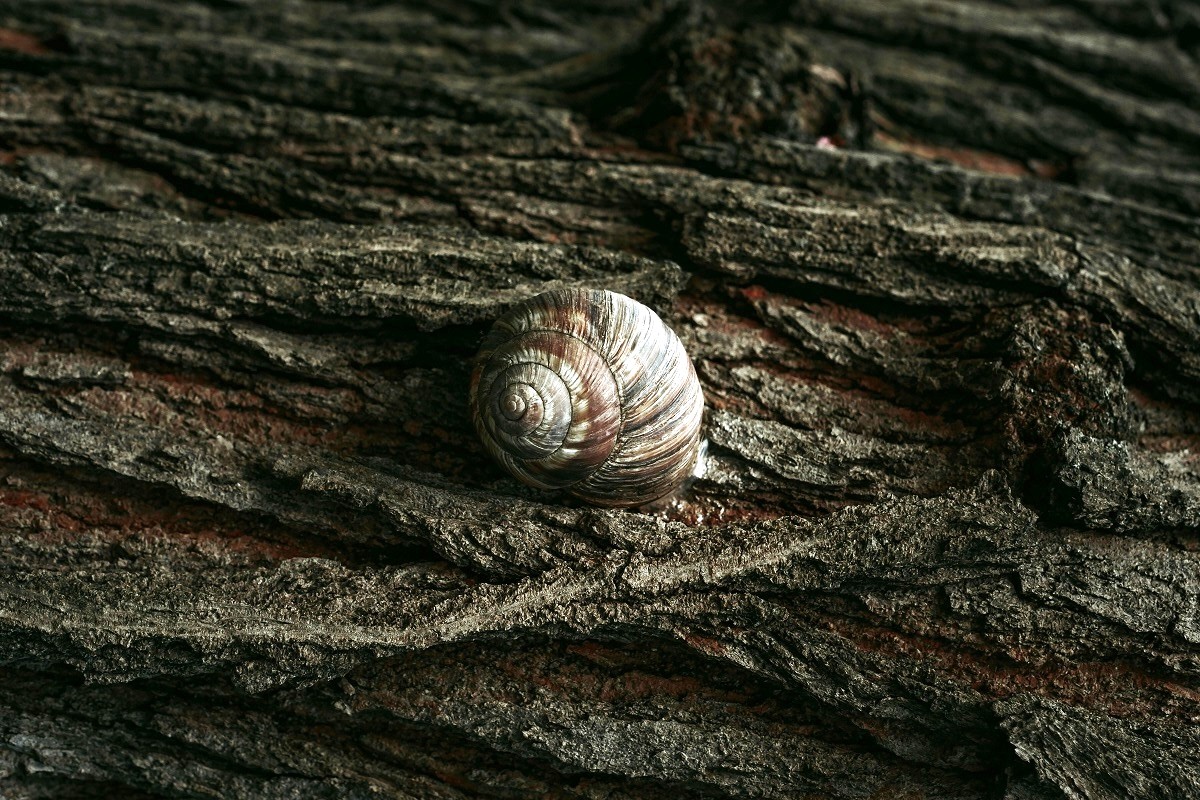 (Foto: Pexels/Beyzaa Yurtkuran)