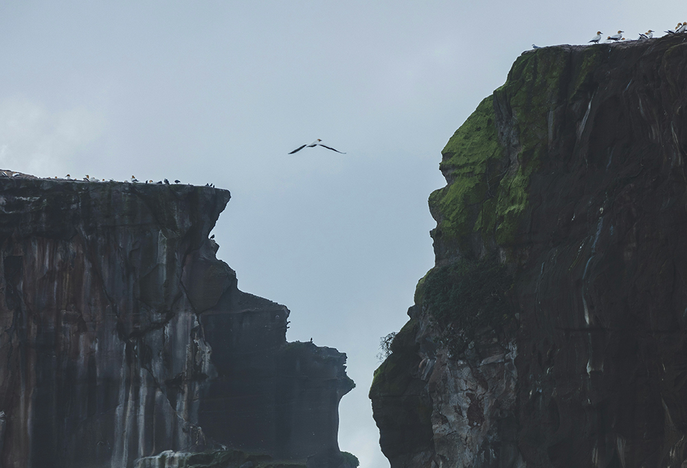 Birds fly in a gap between cliffs (Unsplash/Tobias Rademacher)