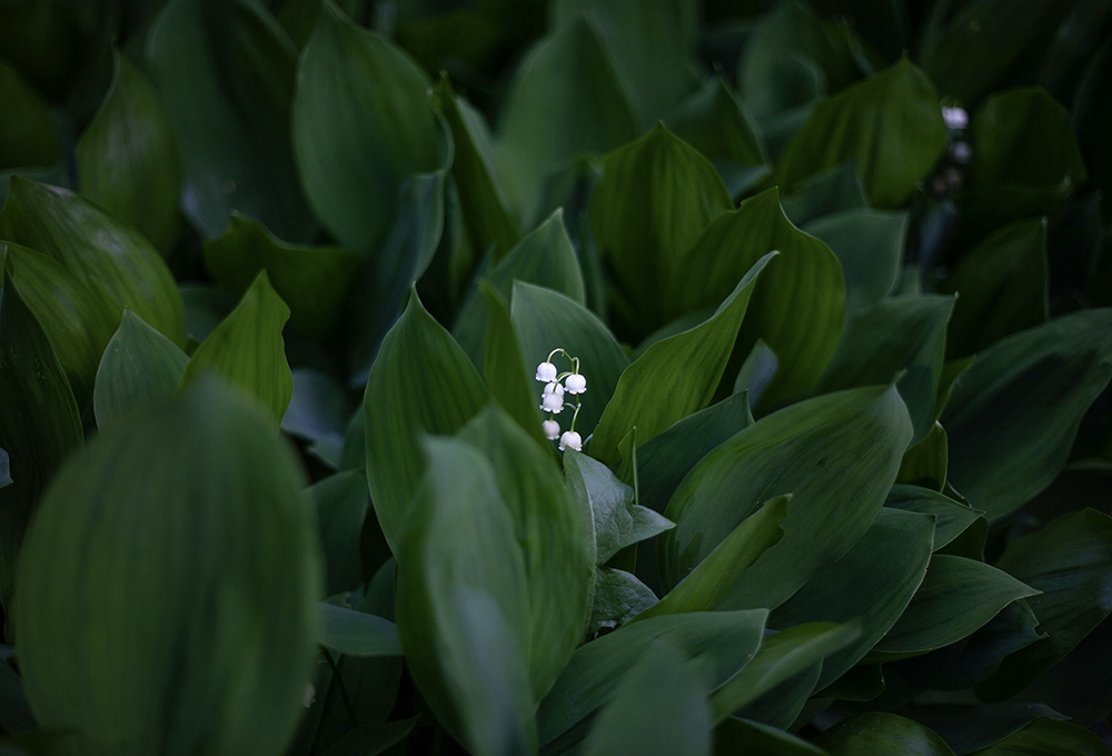 Small white flowers rising up amid green leaves (Unsplash/Grigorii Sukhorukov)