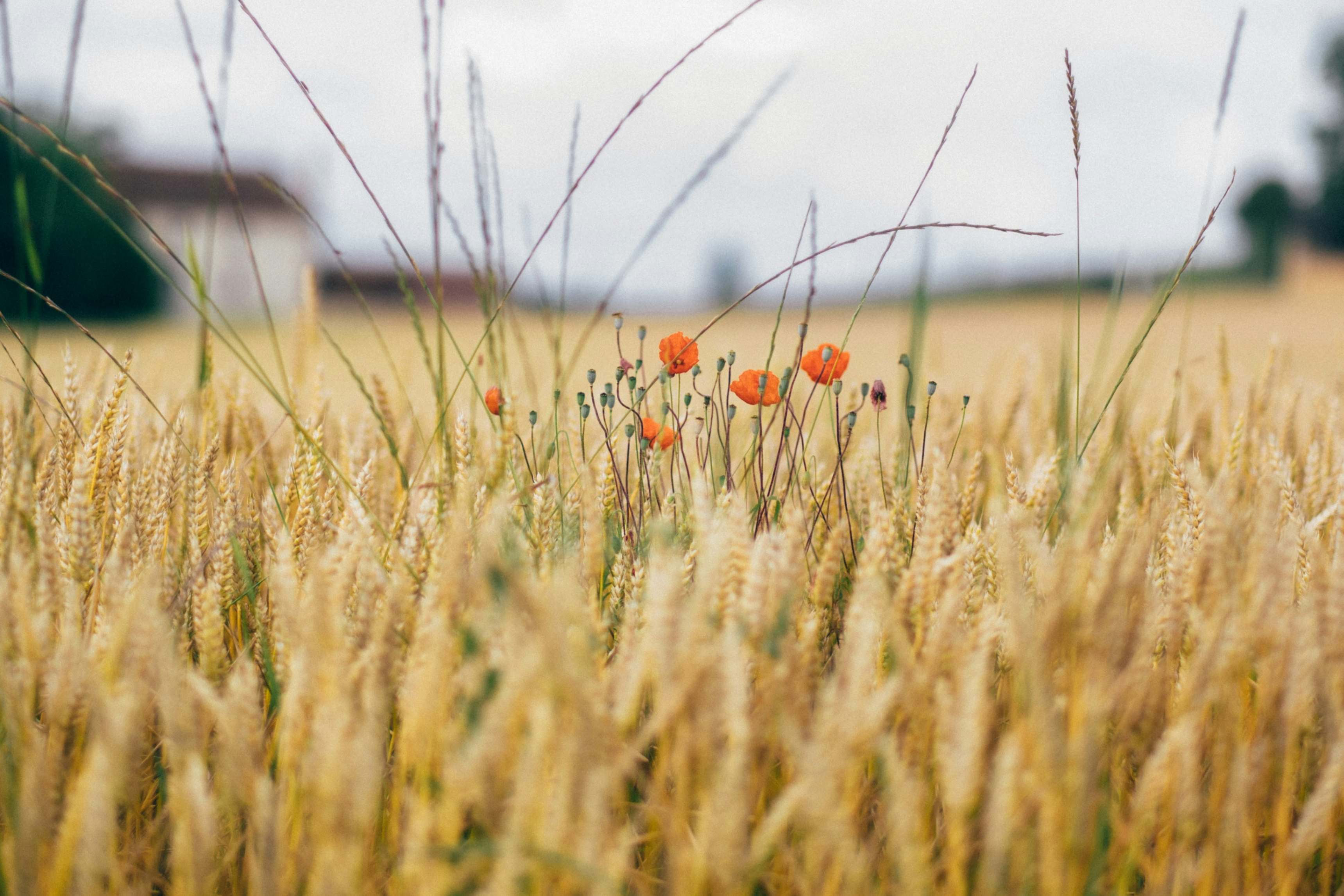 (Foto: Unsplash/Guillaume Flandre)