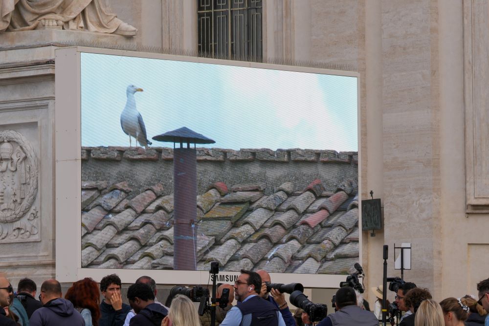 A seagull rests next to the chimney of the Sistine Chapel on a screen in St. Peter’s Square at the Vatican May 8, 2025, as people watch for smoke on the second day of the conclave. (CNS/Lola Gomez)
