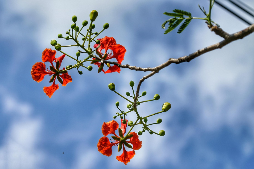 Flamboyant tree Flamboyant tree