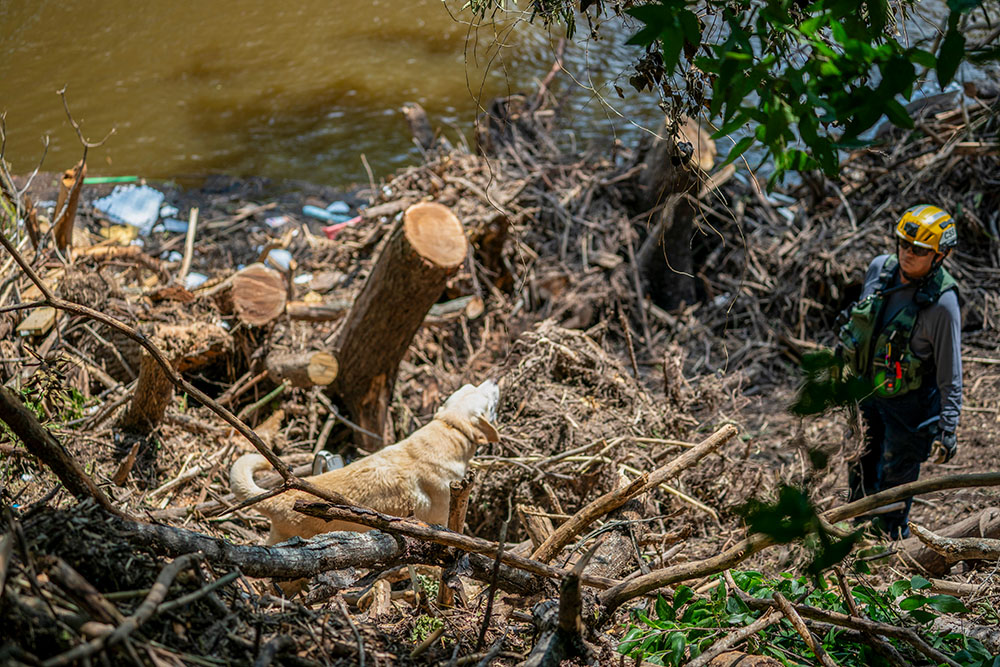 A human remains detection dog from Orange County, California, Search and Rescue barks to identify a body buried in debris along the banks of the Guadalupe River in Kerrville, Texas. (GSR photo/Gregg Brekke)
