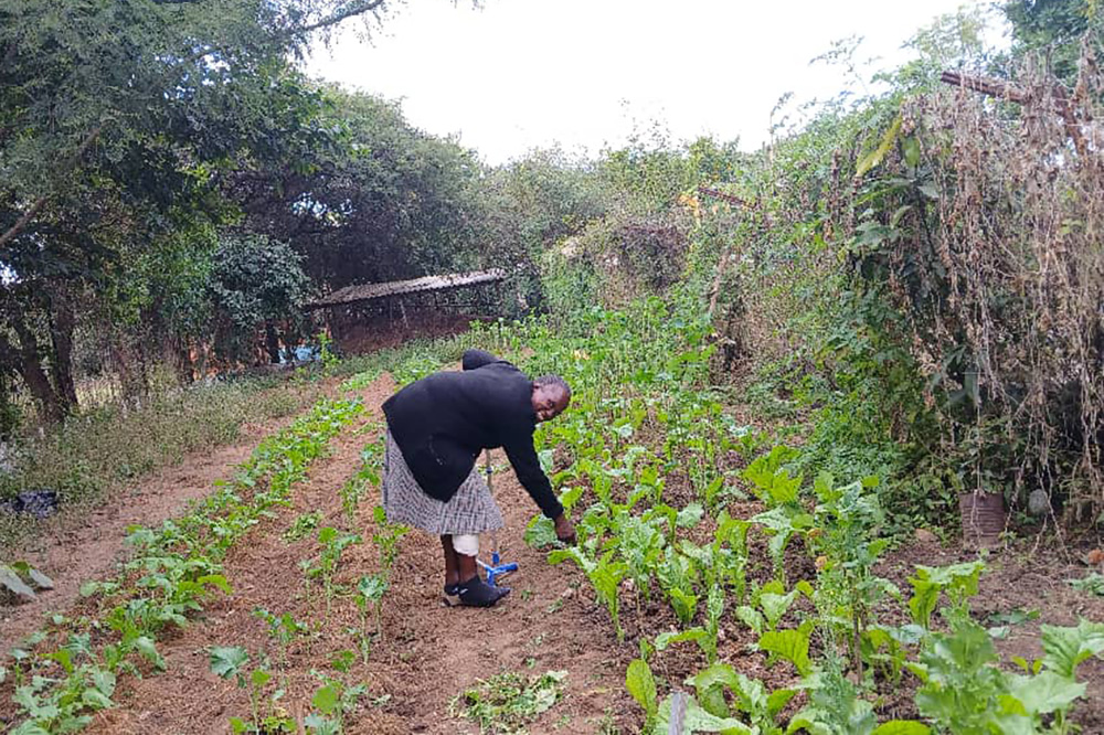 Sr. Melania Nyamukuwa prunes wilted vegetables to feed rabbits in the International Medical Association residential garden (Courtesy of Eric Makore)