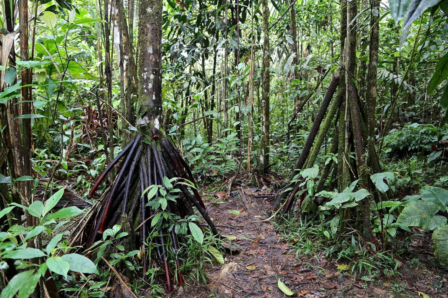 La Socratea exorrhiza, también conocida como la 'palma que camina', crece en el Parque Etnobotánico Omaere, provincia de Pastaza, Ecuador, a lo largo del río Puyo. (Foto: Wikimedia Commons/Yakovley Alexey) La Socratea exorrhiza, también conocida como la 'palma que camina', crece en el Parque Etnobotánico Omaere, provincia de Pastaza, Ecuador, a lo largo del río Puyo. (Foto: Wikimedia Commons/Yakovley Alexey)