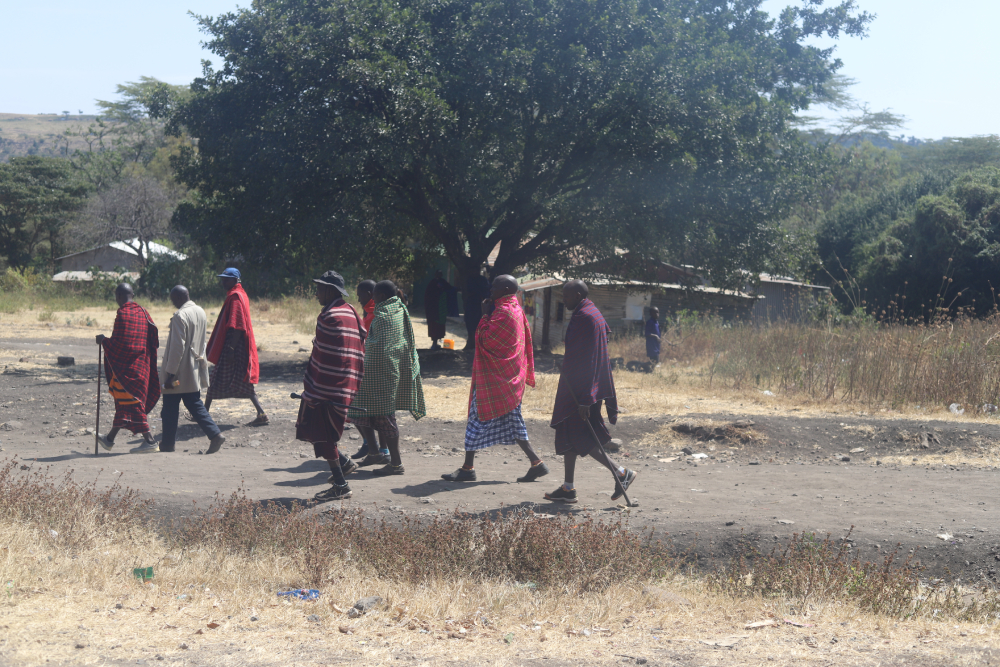 Maasai elders walk together in the Ngorongoro Conservation Area on July 8, 2023. Community leaders say they fear gathering in groups because of government threats amid an ongoing eviction drive tied to tourism and conservation. (GSR photo/Doreen Ajiambo) Maasai elders walk together in the Ngorongoro Conservation Area on July 8, 2023. Community leaders say they fear gathering in groups because of government threats amid an ongoing eviction drive tied to tourism and conservation. (GSR photo/Doreen Ajiambo)