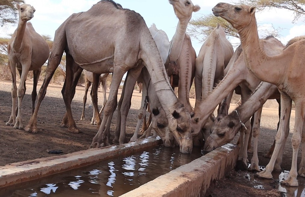 Camels drink from a trough in northern Kenya.