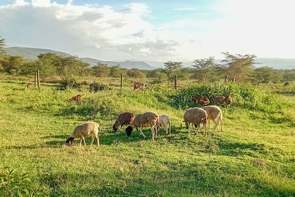 Animals graze on the Catholic farm in Thika, central Kenya. The farm curbs land degradation through non-till practices, promoting agroforestry and other ways of improving tree cover and soil health. (GSR photo/Shadrack Omuka)