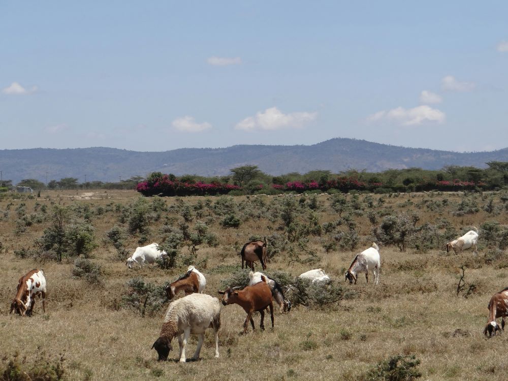 Animals graze in Loldaiga Hills in Nanyuki, Kenya.