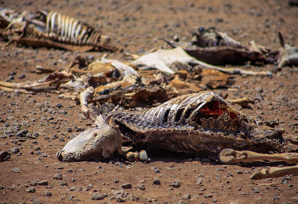 The skeletal remains of livestock lie scattered across the parched ground in Marsabit County, northern Kenya. (Pius Artbeat)