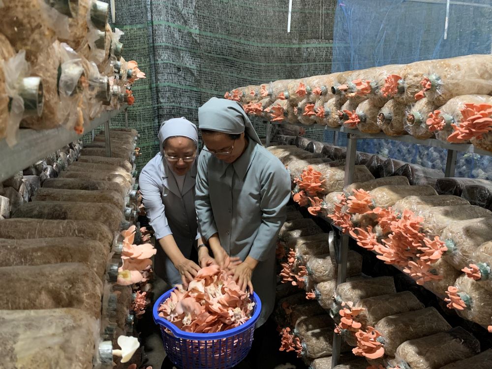 St. Paul de Chartres Srs. Agathe Tran Thi Mong Huyen (left) and Marie Nguyen Thi Minh Hoa harvest mushrooms in their mushroom-growing house in Ho Chi Minh City, Vietnam. (Courtesy of Marie Nguyen Thi Minh Hoa)