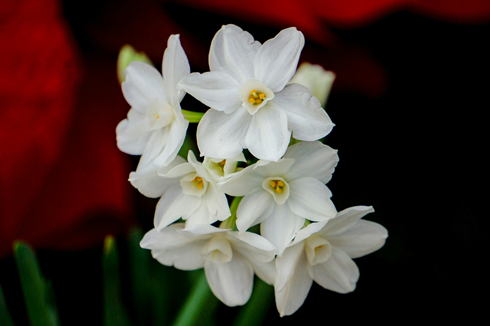 Paperwhite, or Narcissus papyraceus, flowers (Unsplash/Aravind Reddy Tarugu)