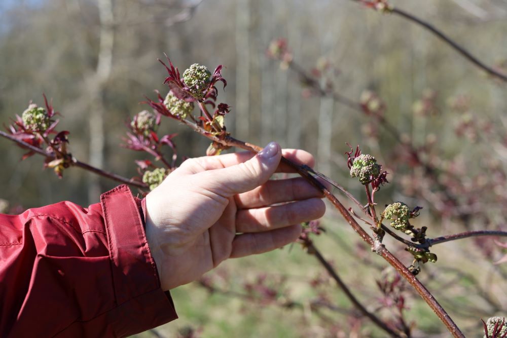 Hand holds a tree branch.