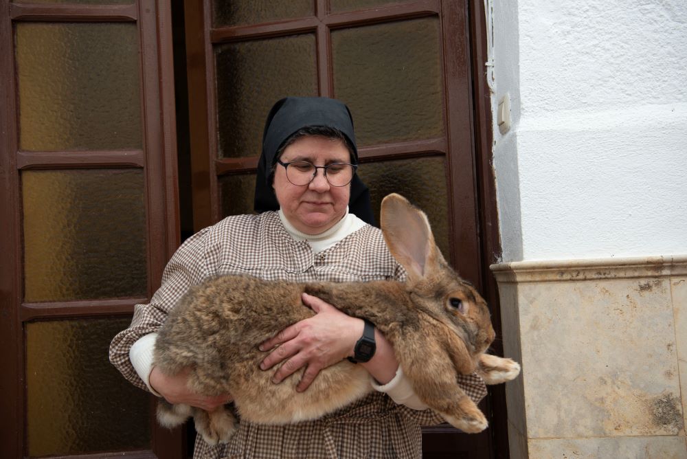 Franciscan Sr. Consuelo Peset Laudeña shows one of the Spanish Giant rabbits the cloistered community breeds at the Convent of St. Anthony of Padua in Central Spain. The rabbits are at risk of extinction. (Lissette Lemus)