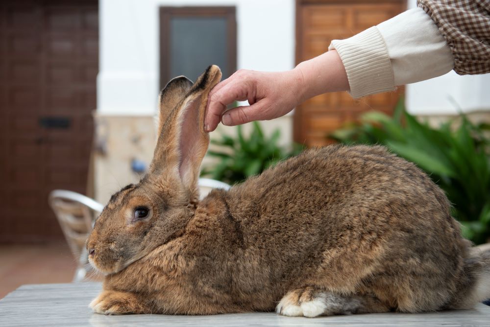 The Spanish Giant rabbit can weigh up to 20 pounds. Its meat was used to cope with food shortages in the postwar period. (Lissette Lemus)