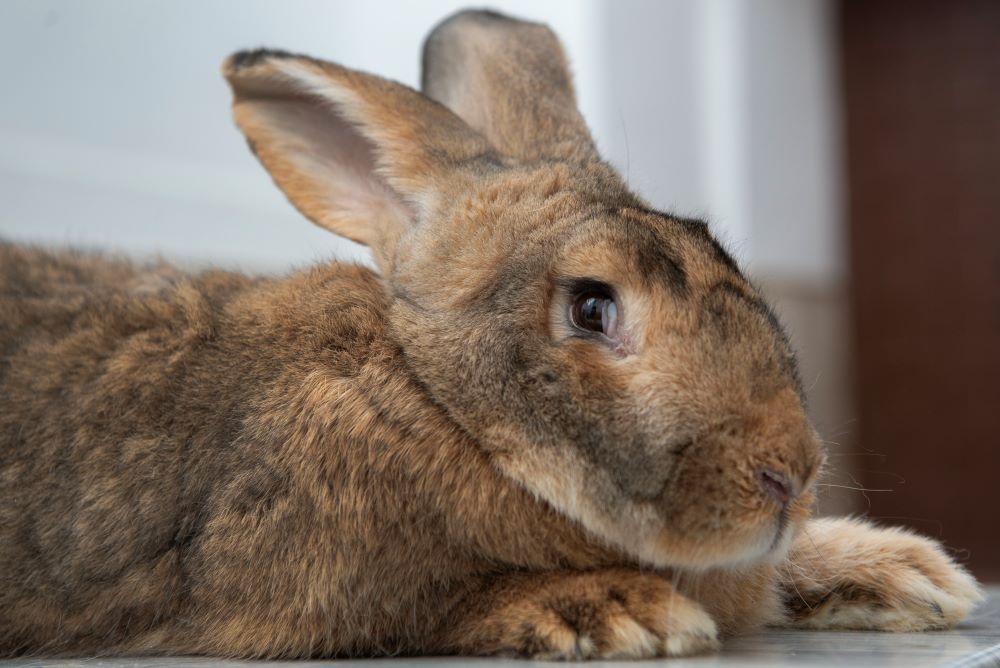 The Spanish Giant rabbit is the result of crossing the Flanders Giant and Spanish greyhound-type females. (Lissette Lemus)