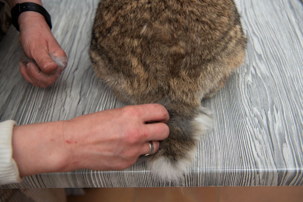 The nuns at the Convent of St. Anthony of Padua in Central Spain groom the rabbits' coats as part of their daily care, but when the animals are young, the fur is left in the nest to help keep them warm. (Lissette Lemus)