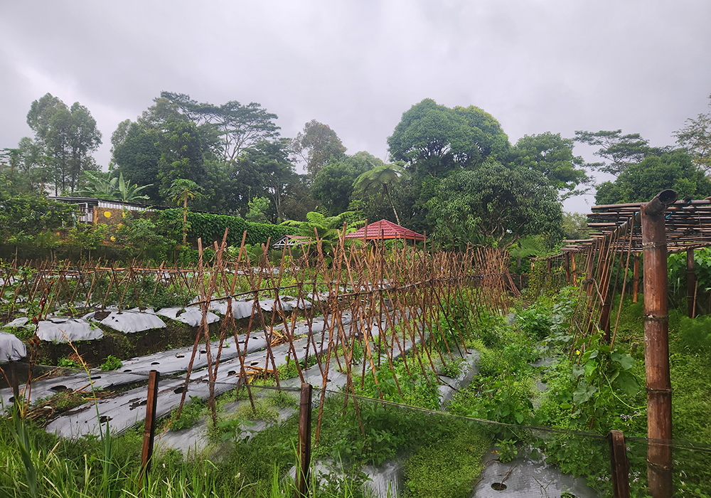 Well-tilled and cared for gardens at the convent of the Sisters of the Good Shepherd in Ruteng, Indonesia, reflect an environmental consciousness that the sisters affirmed even before Pope Francis' landmark 2015 encyclical Laudato Si'. (GSR photo/Chris Herlinger)