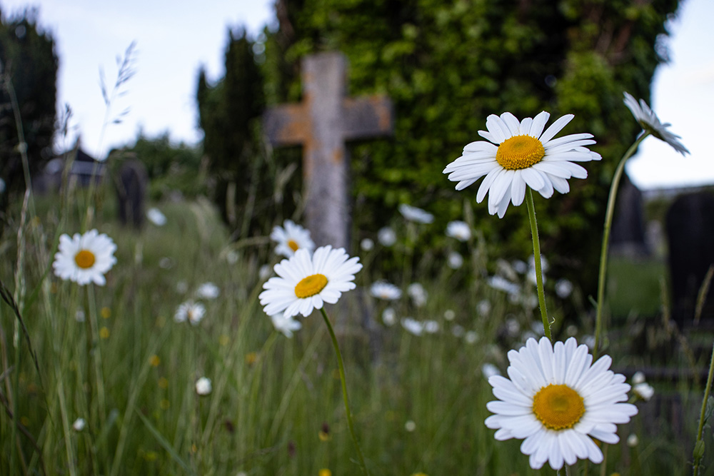 Daisies with a cross in the background in a cemetery in Ireland (Teresa Malcolm)