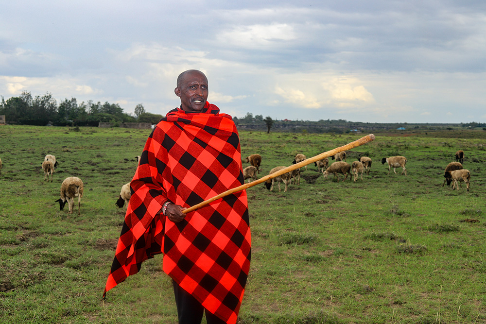Moses Kelaino, a Maasai pastoralist in Tuala, Kenya, stands near his livestock. After years of drought that killed many animals across the region, Kelaino began growing drought-resistant crops through training provided by Catholic sisters. (GSR photo/Doreen Ajiambo)