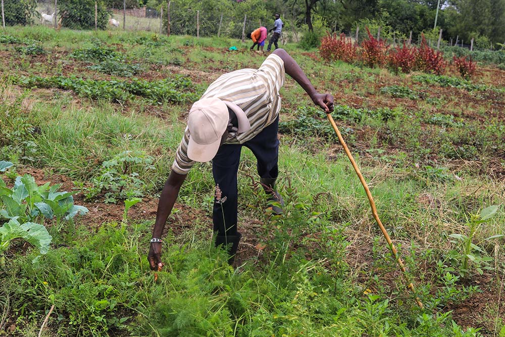 Moses Kelaino works in his vegetable garden in Tuala, Kenya. Through training from Catholic sisters, he has begun growing crops such as cassava and vegetables to help his family survive recurring droughts. (GSR photo/Doreen Ajiambo)