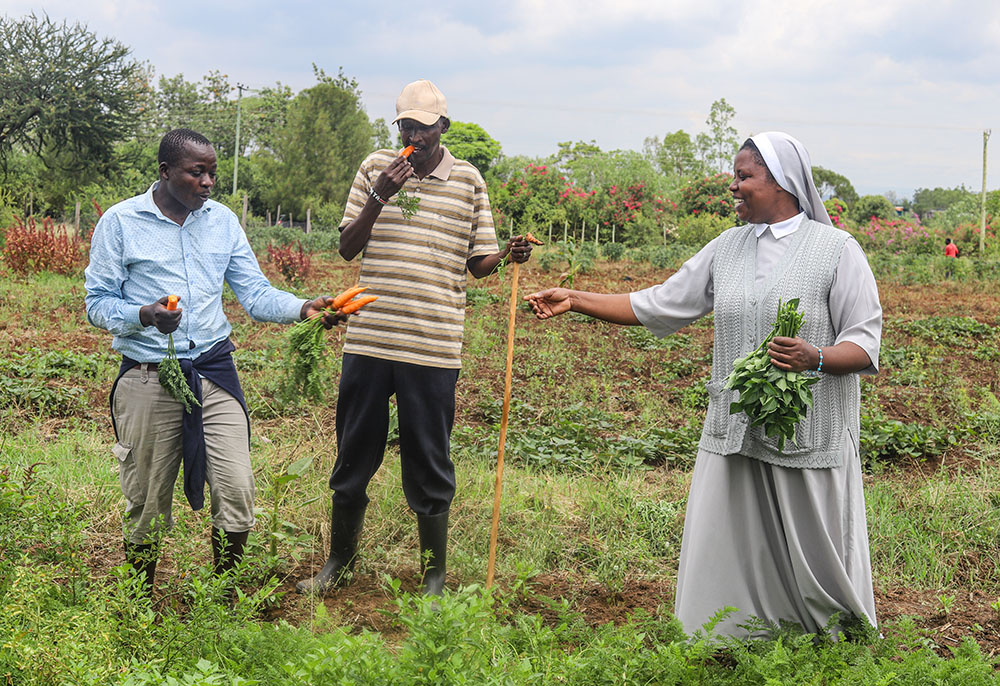 Moses Kelaino (center) and Sr. Stella Cherobon (right) harvest vegetables with another farmer at a demonstration farm in Tuala, Kenya. The project teaches Maasai families climate-resilient farming as drought continues to reshape pastoral life across Kenya’s dry lands. (GSR photo/Doreen Ajiambo)