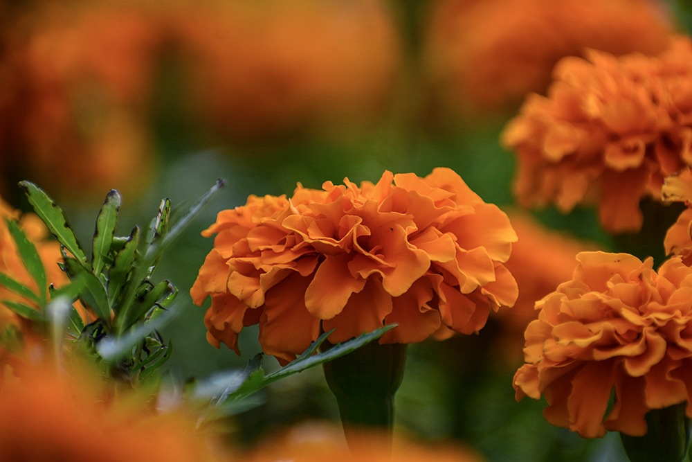 Orange marigolds (Unsplash/Daniel Fikri)