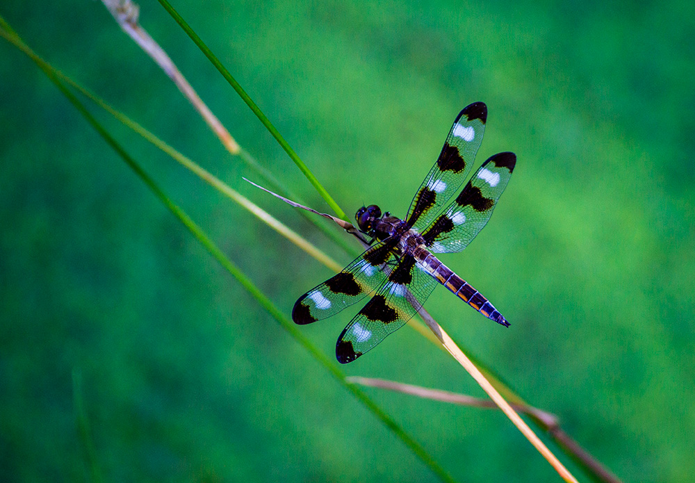 Dragonfly (Unsplash/Jeffrey Hamilton)