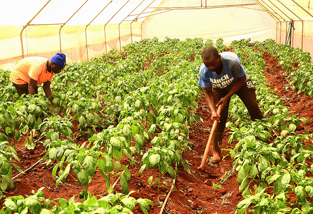 John Selemeni, left, and Stephen Ikuytwa tend to a crop of capsicum in a greenhouse managed by Sr. Christine Kagunye of the Assumption Sisters in Thika, a town on the outskirts of Nairobi. (Gitonga Njeru)
