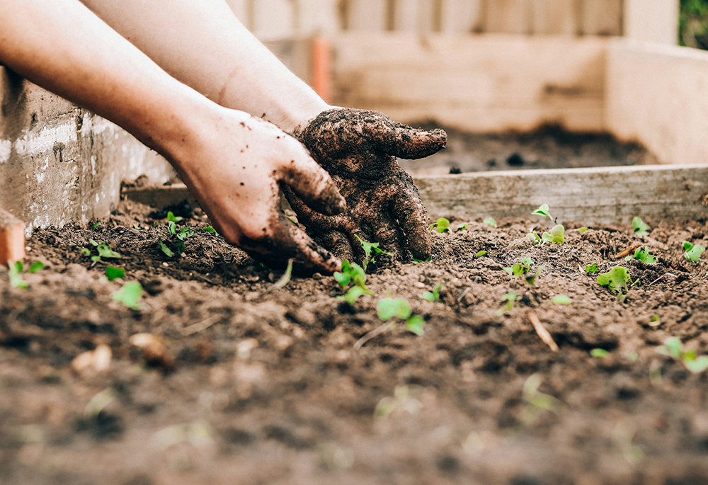 A worm's-eye view shows a gardener's dirty hands working in the soil of an outdoor garden, which is framed by wood in an outdoor setting. (Unsplash/Sandie Clarke)