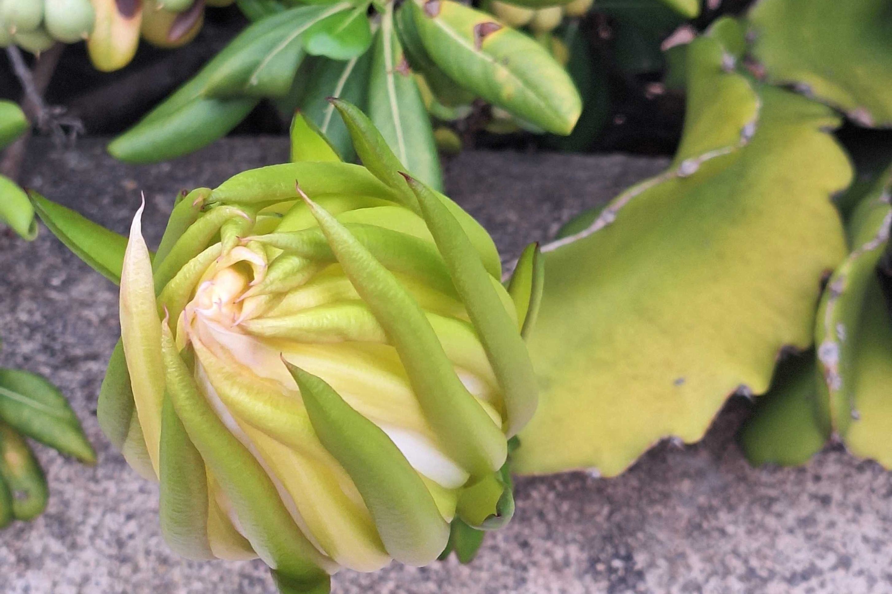 Una pluma de Santa Teresa a punto de florecer en el hogar de la Hna. Magda Bennásar, en Mallorca. Esta floración dura menos de 24 horas y se produce durante la noche.