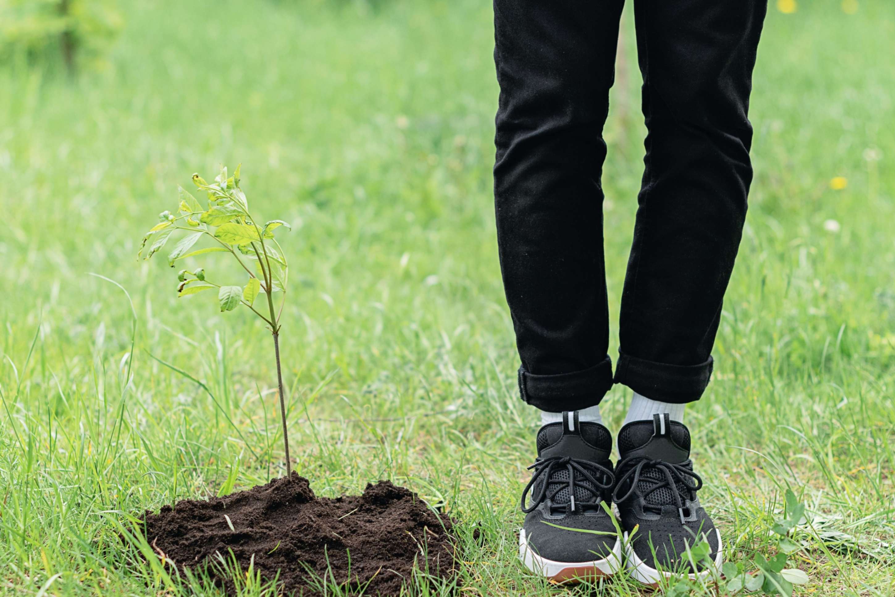 La siembra de árboles es una de las formas con las que algunas comunidades religiosas honran la naturaleza durante el Tiempo de la Creación, que se celebra del 1 de septiembre al 4 de octubre. (Foto: Pexels/Mikhail Nilov)