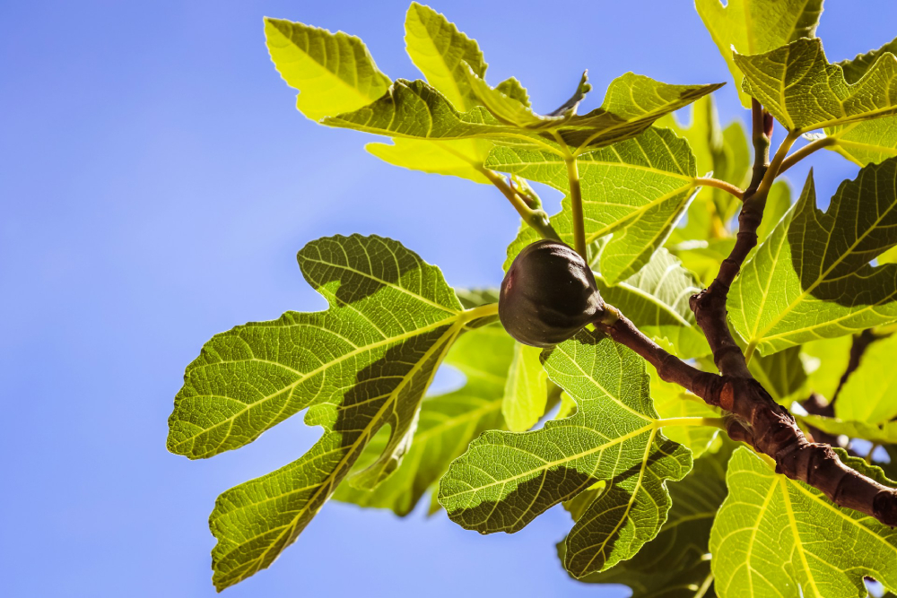 A single fig hanging from a branch