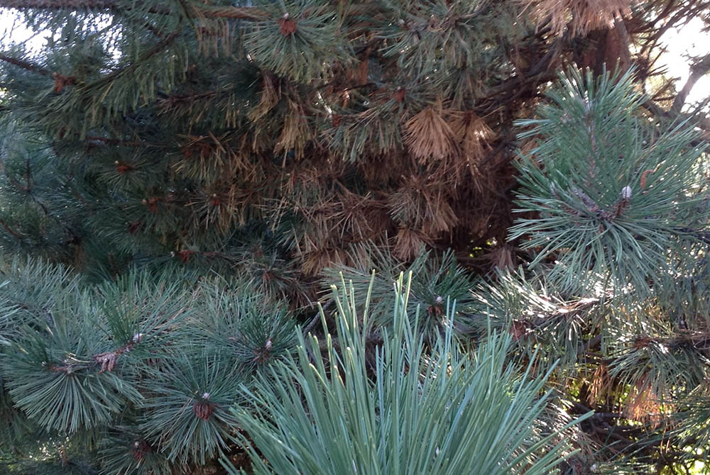 Pictured is the first sign that the Austrian pines along the back of the lot were diseased and would have to be cut down. (Provided photo) Pictured is the first sign that the Austrian pines along the back of the lot were diseased and would have to be cut down. (Provided photo)