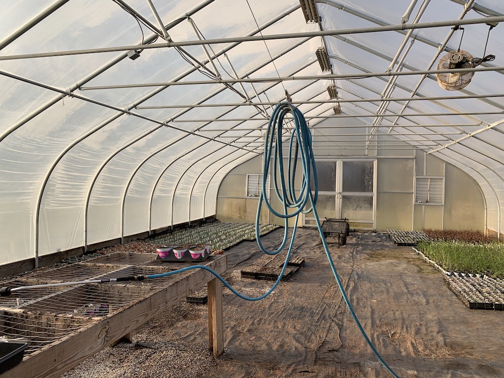 Collier High School's greenhouse and the flowers that students are tending to this year (Maddie Thompson) A hose hanging from frame of plastic greenhouse