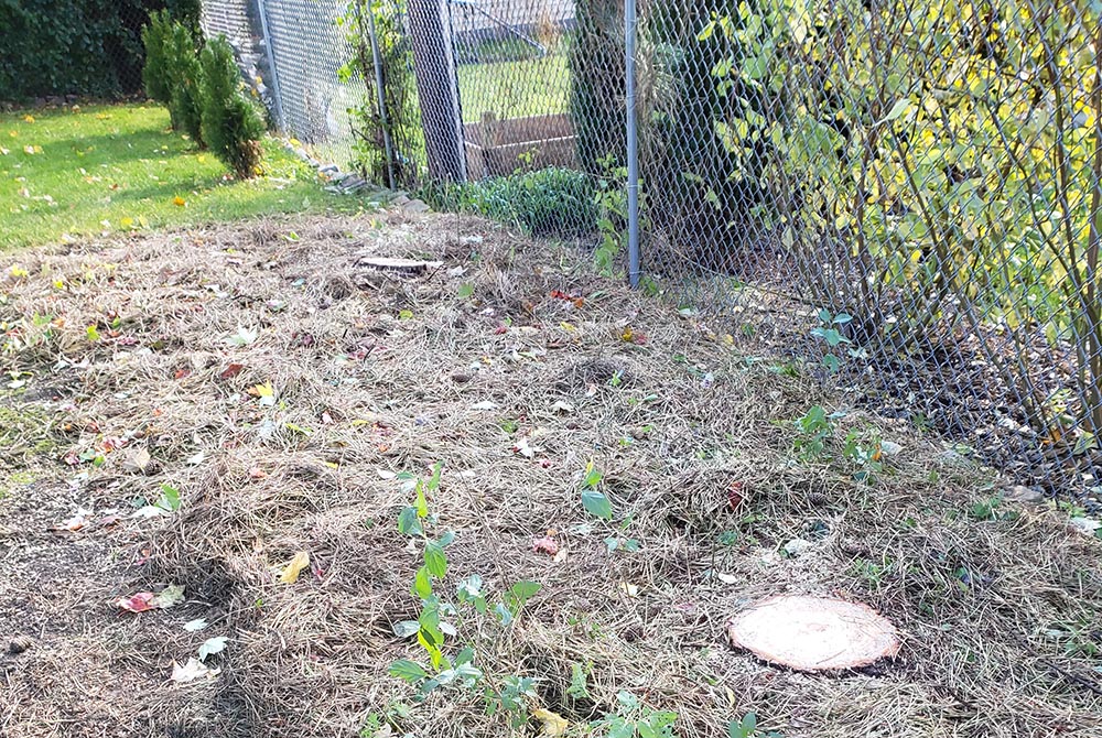 Stumps sawed close to the ground were all that remained of our pines. (Provided photo) Stumps sawed close to the ground were all that remained of our pines. (Provided photo)