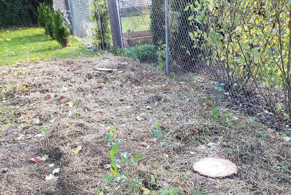 Stumps sawed close to the ground were all that remained of our pines. (Provided photo)